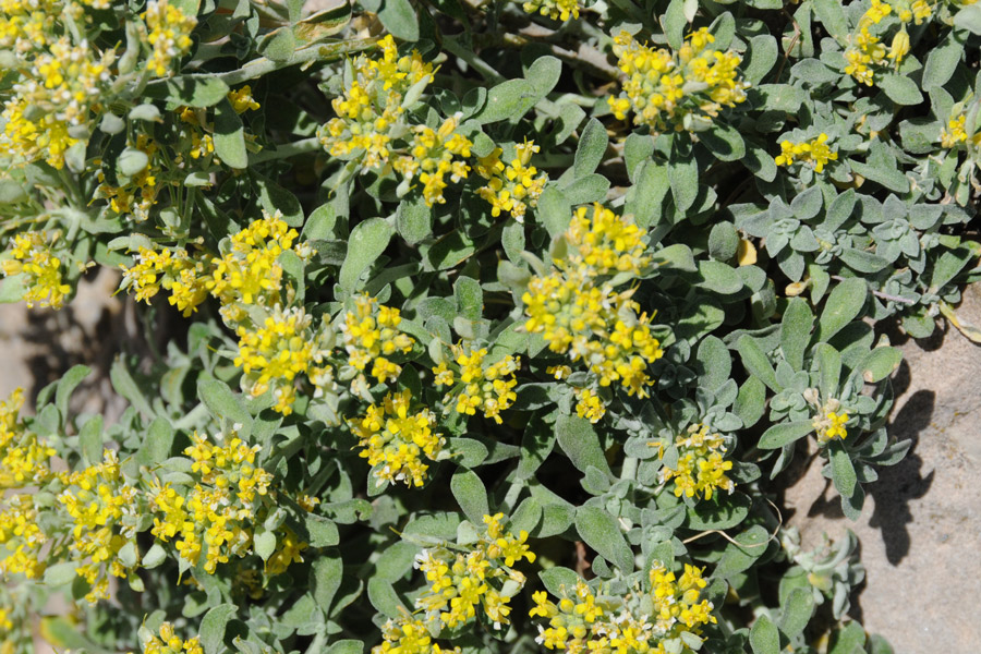 Odontarrhena tavolarae (=Alyssum tavolarae) /  Alisso di Tavolara