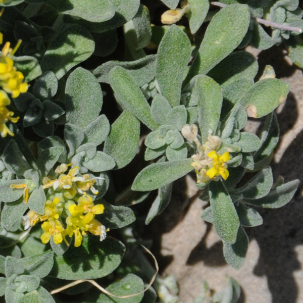 Odontarrhena tavolarae (=Alyssum tavolarae) /  Alisso di Tavolara