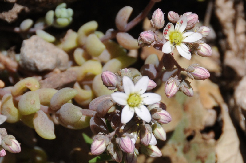 Sedum dasyphyllum