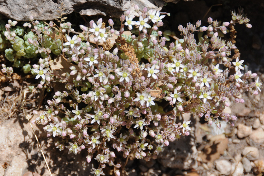 Sedum dasyphyllum