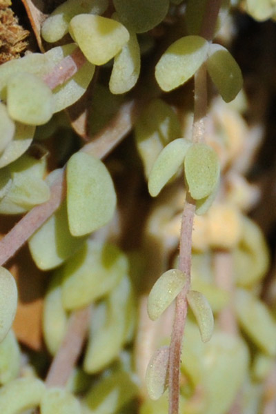 Sedum dasyphyllum