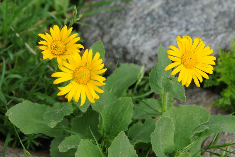 Doronicum grandiflorum