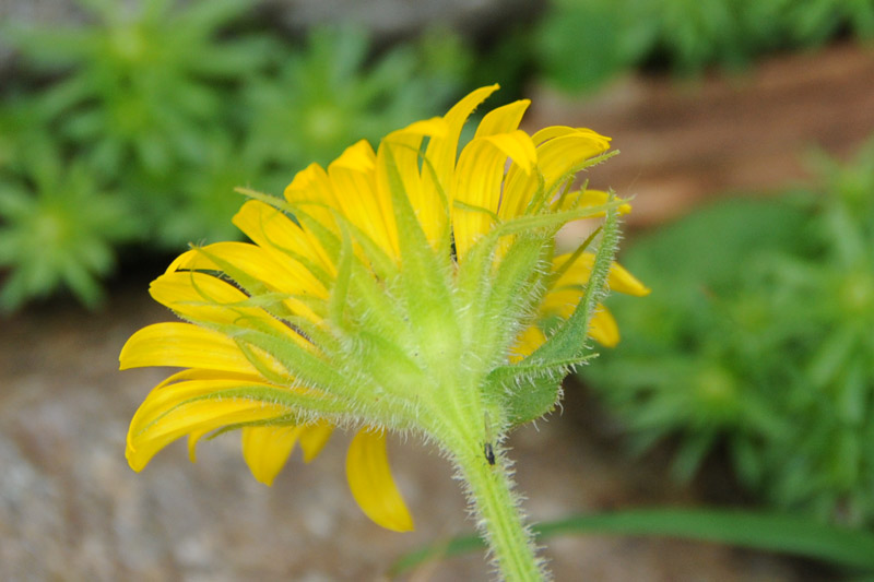 Doronicum grandiflorum