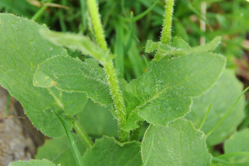 Doronicum grandiflorum