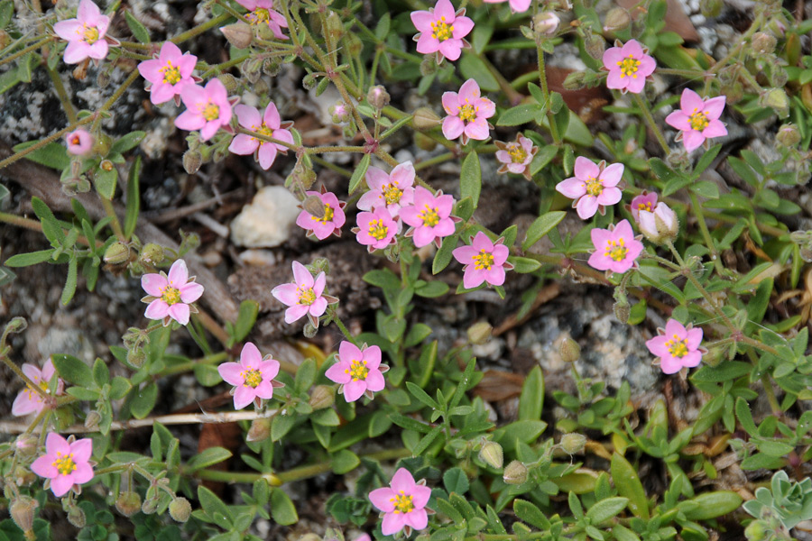 Rhodalsine geniculata / Minuartia ginocchiata