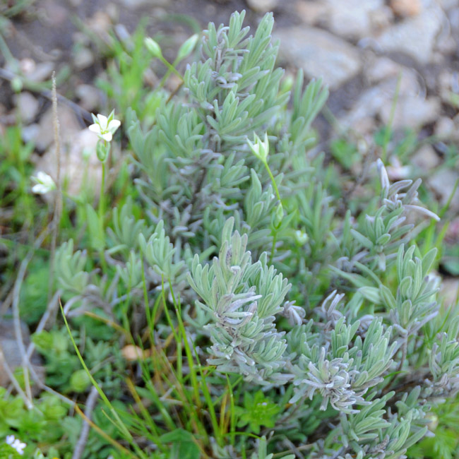 Moenchia erecta subsp. octandra / Peverina ad 8 stami