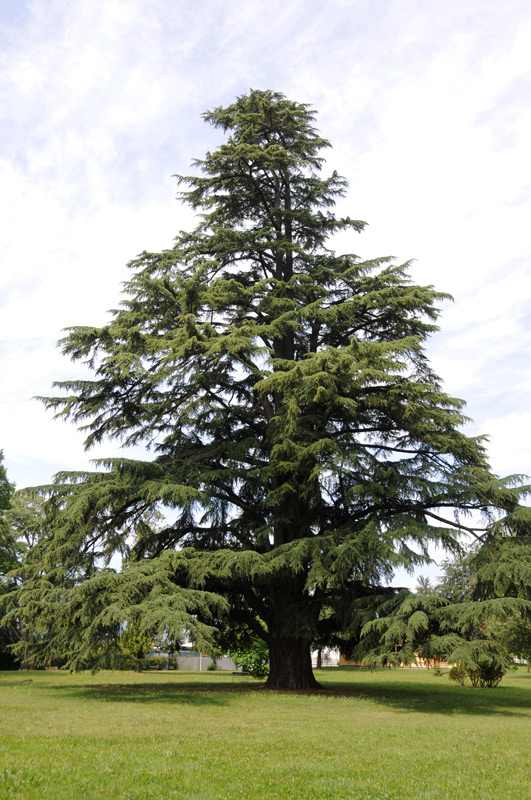 Cedrus deodara / Cedro dell'' Himalaya