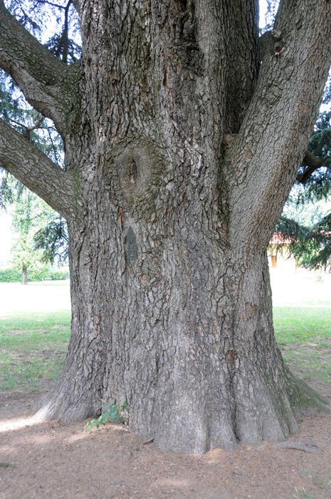 Cedrus deodara / Cedro dell'' Himalaya