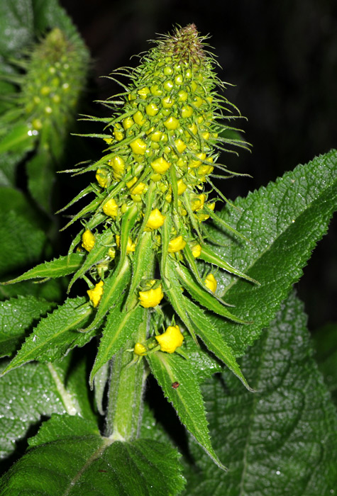 Verbascum cfr. nigrum