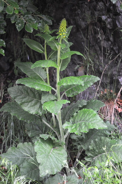 Verbascum cfr. nigrum