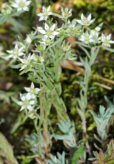 Sedum hispanicum