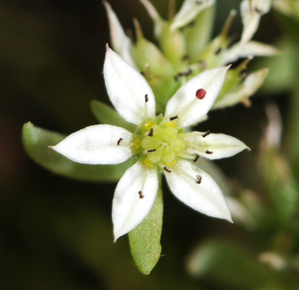 Sedum hispanicum