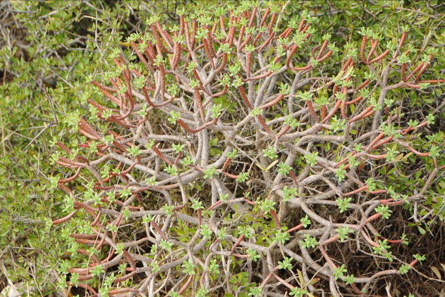 Euphorbia dendroides