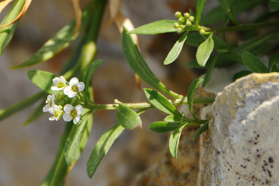 Lobularia maritima / Filigrana comune