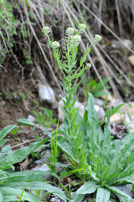 Lepidium campestre