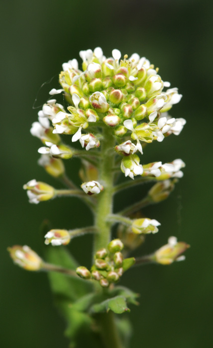 Lepidium campestre