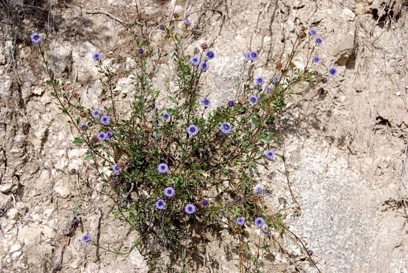 Globularia alypum / Vedovelle cespugliose