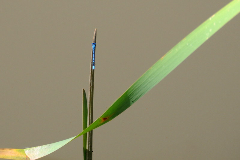 da determinare - Libellula depressa (maschio)