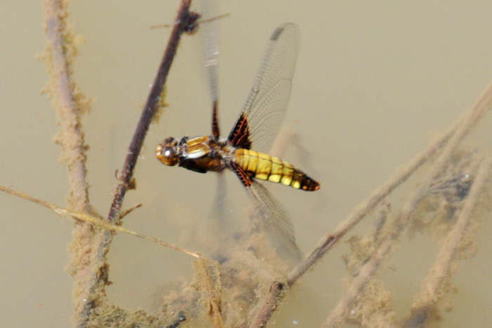 da determinare - Libellula depressa (maschio)