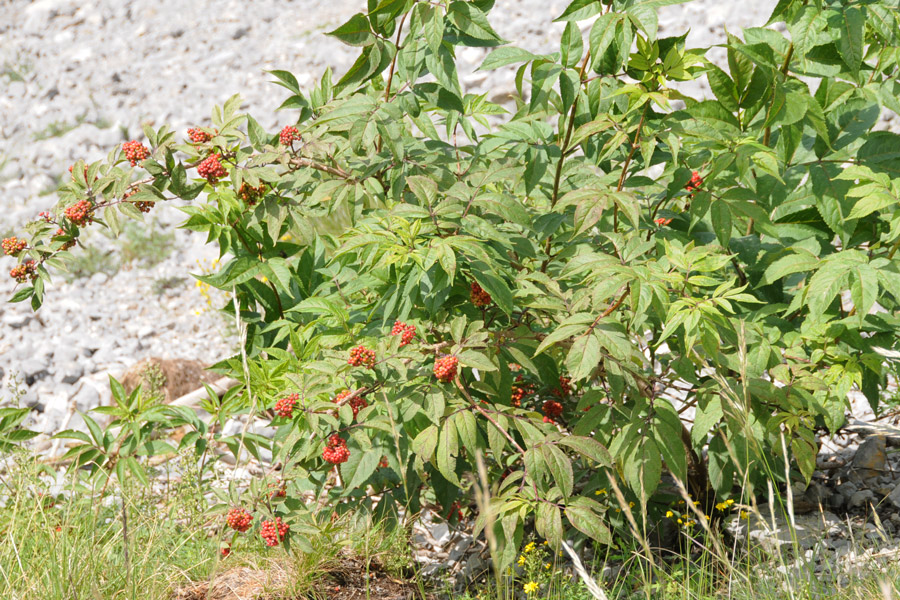 Sambucus racemosa