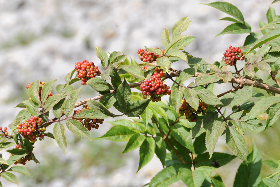 Sambucus racemosa