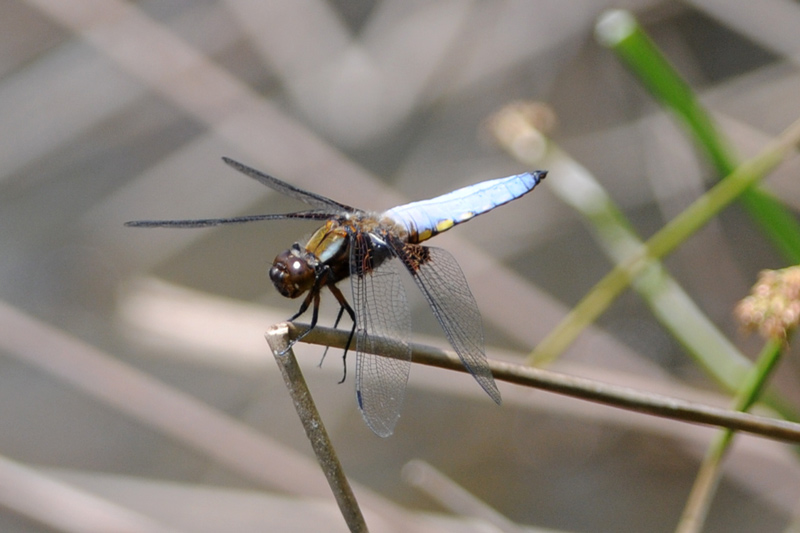 da determinare - Libellula depressa (maschio)