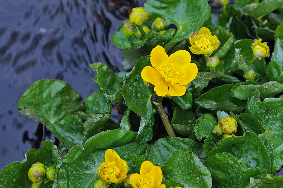 Caltha palustris / Calta