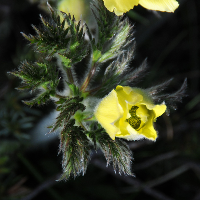 Pulsatilla alpina subsp. apiifolia