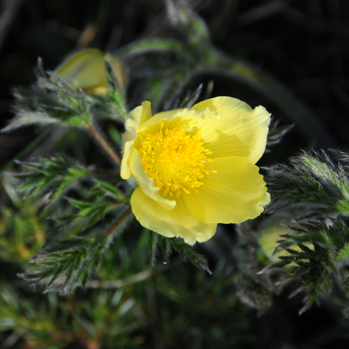 Pulsatilla alpina subsp. apiifolia