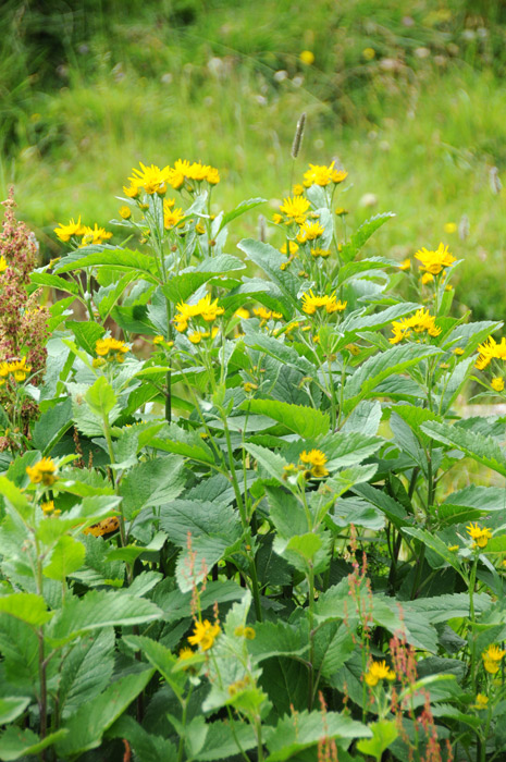 Jacobaea alpina (=Senecio alpinus) / Senecione alpino