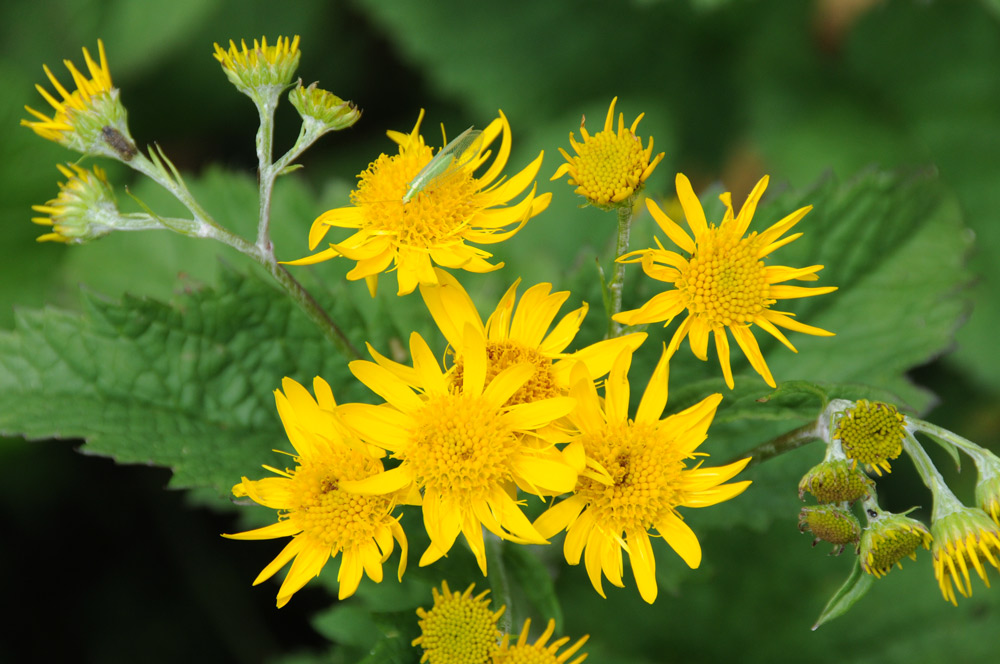 Jacobaea alpina (=Senecio alpinus) / Senecione alpino