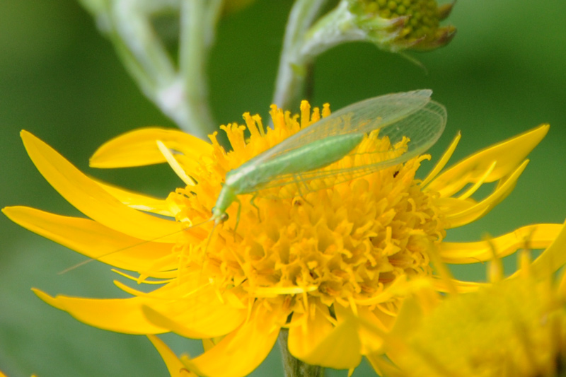 Chrysoperla sp.(Planipennia-Chrysopidae)