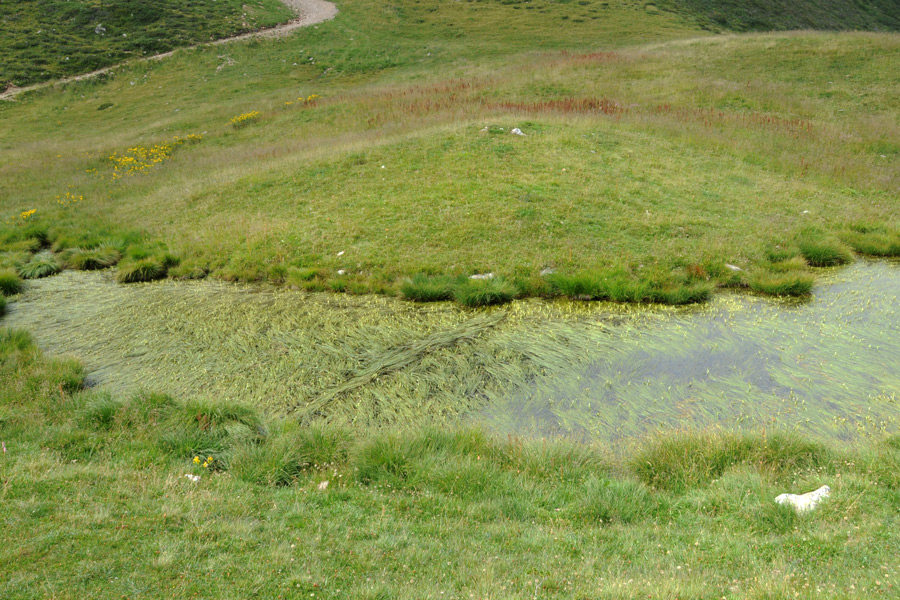 Sparganium angustifolium