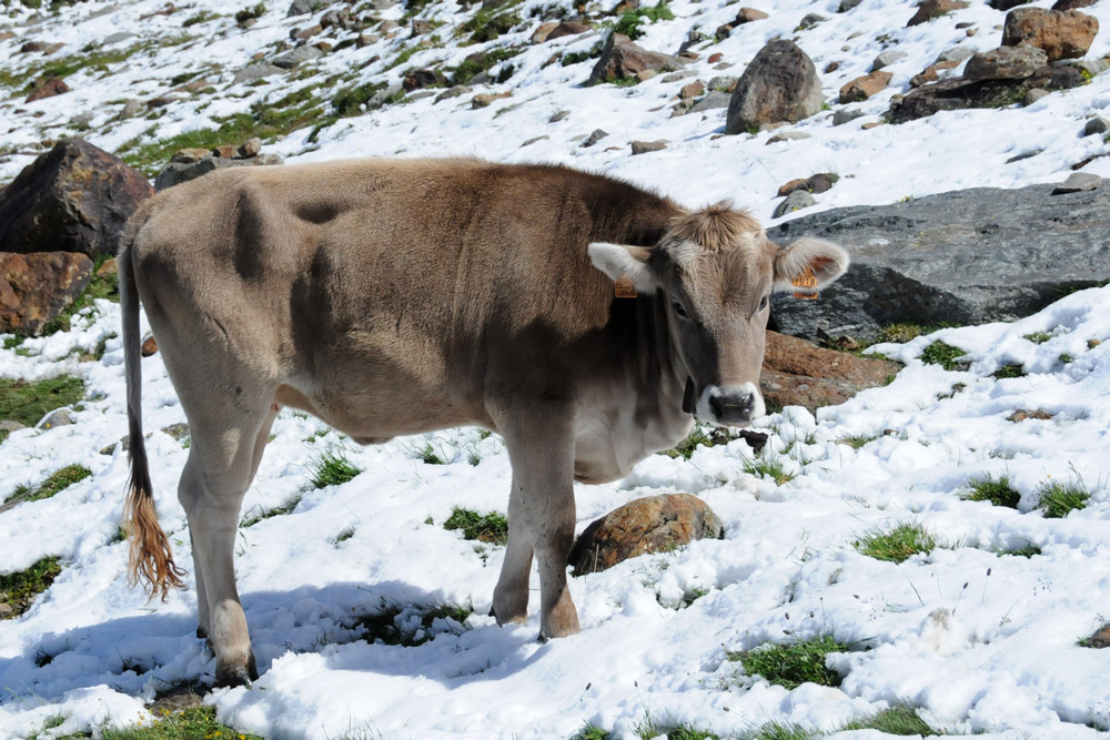 La valle ed il ghiacciaio dei Forni