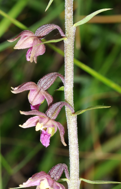 Epipactis atrorubens / Elleborine violacea