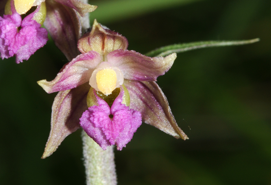 Epipactis atrorubens / Elleborine violacea