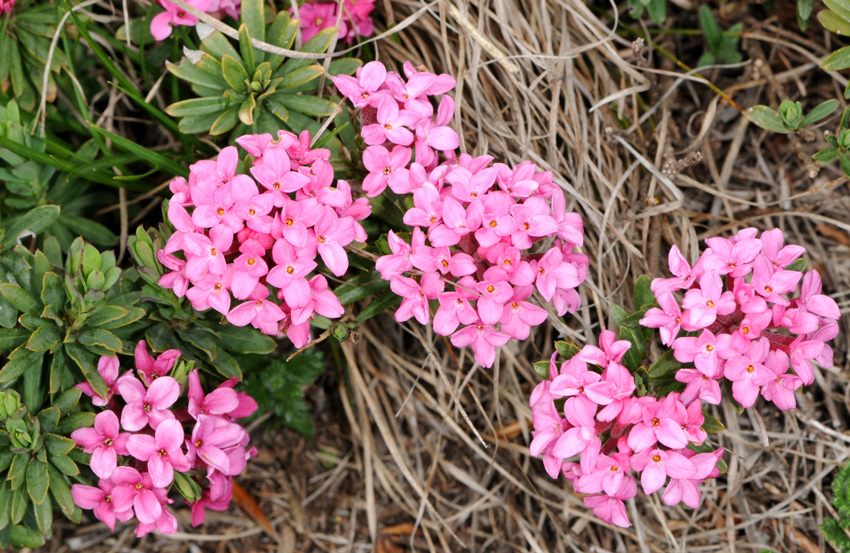 Daphne cneorum / Dafne odorosa