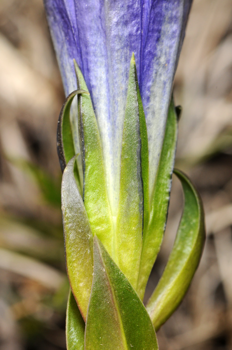 Gentiana clusii / Genziana di Clusius