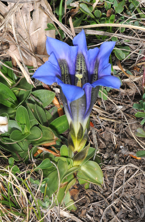 Gentiana clusii / Genziana di Clusius