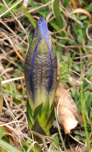 Gentiana clusii / Genziana di Clusius