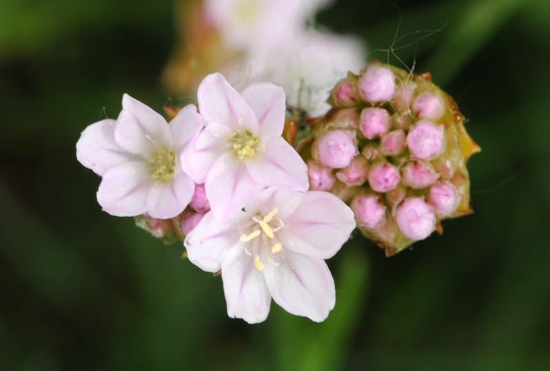 Armeria arenaria