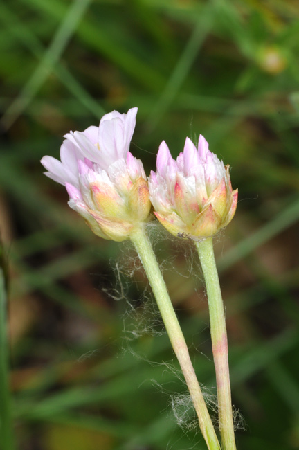 Armeria arenaria