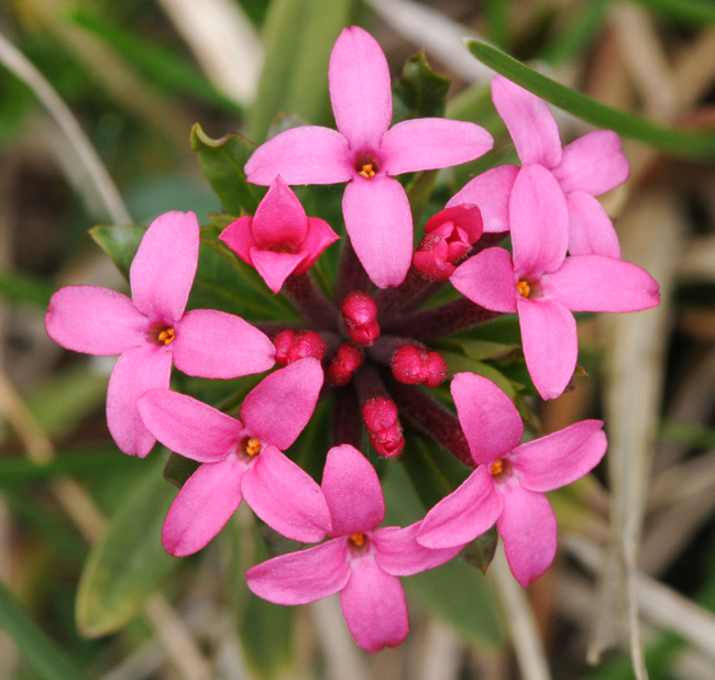 Daphne cneorum / Dafne odorosa