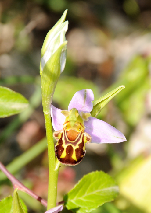 Ophrys apifera