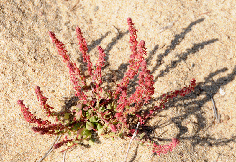 Rumex bucephalophorus / Romice capo di bue