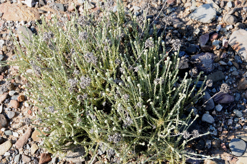 Helichrysum italicum ssp. microphyllum