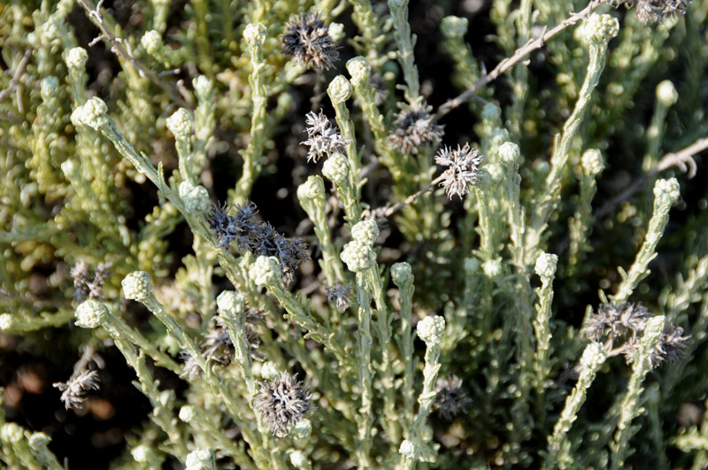 Helichrysum italicum ssp. microphyllum