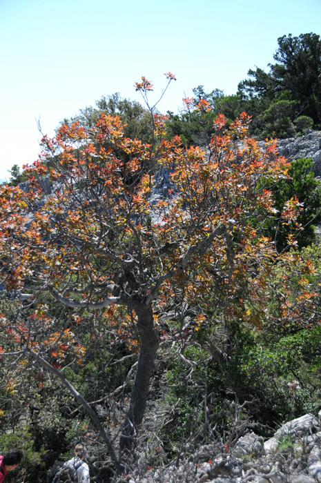 Pistacia terebinthus / Terebinto