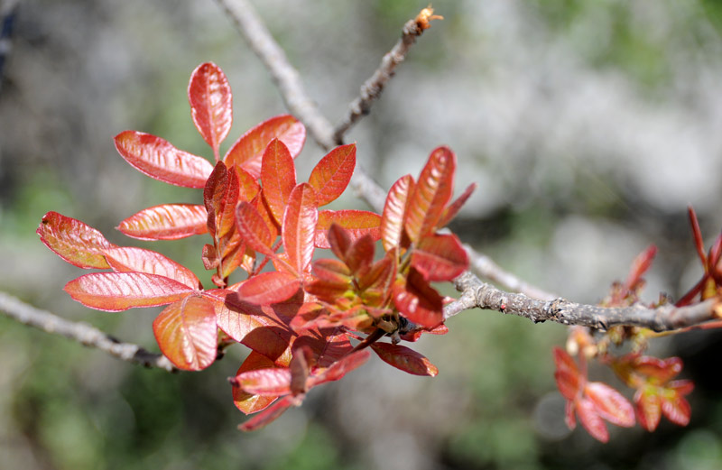 Pistacia terebinthus / Terebinto