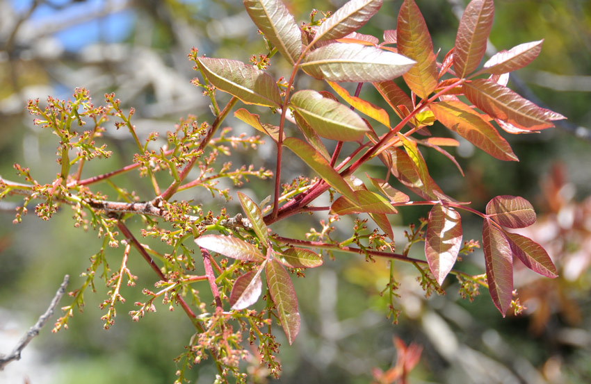 Pistacia terebinthus / Terebinto